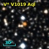V* V1019 Aql