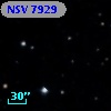 NSV  7929