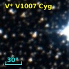 V* V1007 Cyg