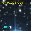 V* V1275 Cyg