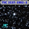 TYC 3137-1981-1
