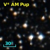V* AM Pup