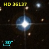 HD  36137
