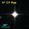 V* CF Pup