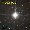 V* MY Pup