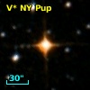 V* NY Pup