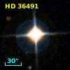 HD  36491