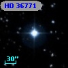HD  36771