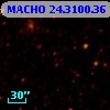 MACHO  24.3100.36