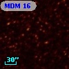 MDM  16