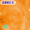 [CB95] 5