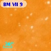 BM  VII   9