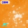 [SBM2003] J104359.6-593238