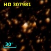 HD 307981