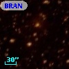 BRAN 331
