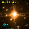 V* RR Mus