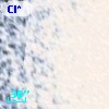 Cl* NGC  104    FBV      52