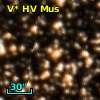 V* HV Mus