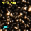 V* IT Mus