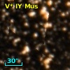 V* IY Mus