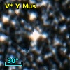 V* Y Mus