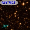 NSV  7827