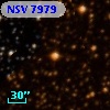 NSV  7979