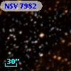 NSV  7982