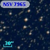 NSV  7965