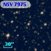 NSV  7975
