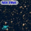 NSV  7988