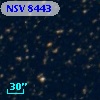 NSV  8443
