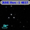 [K80] Herc-1  4037