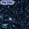 Flo 341