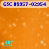 GSC 08957-02954