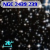 NGC  2439   239
