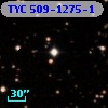 TYC  509-1275-1