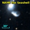 NAME THE SEASHELL