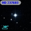 HD 237603