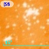 2MASS J10440031-5933368