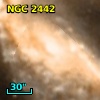 NGC  2443