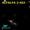 ALFALFA 2-443