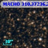 MACHO 310.37236.224
