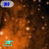 [BFT2007] 100