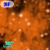 [BFT2007] 241