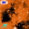 [BFT2007] 446