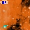 [BFT2007] 548
