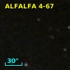 ALFALFA 4-67