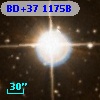 BD+37  1175B