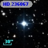HD 236067